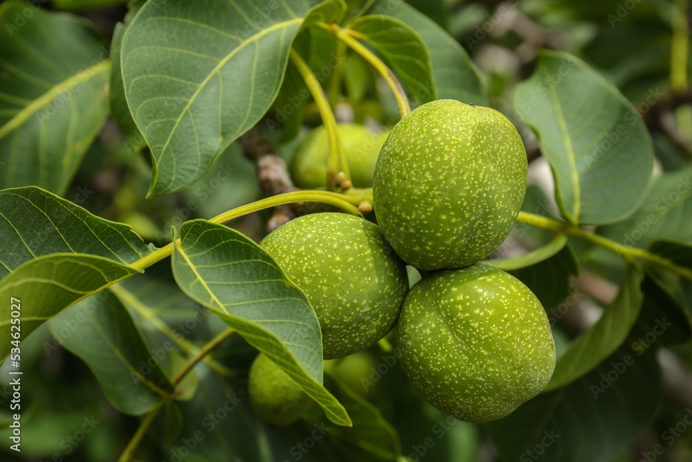 Green unripe walnuts on tree branch outdoors, closeup Green unripe walnuts on tree branch outdoors, closeup