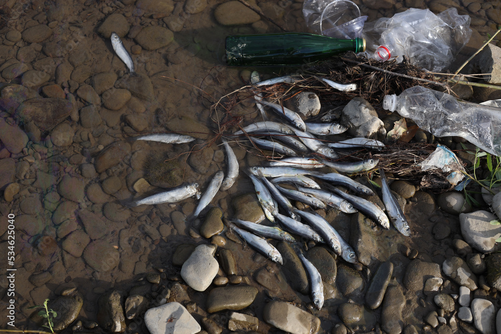 Dead fishes and trash near river, flat lay. Environmental pollution concept