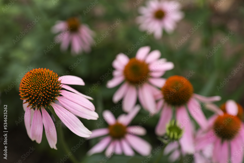 Beautiful pink Echinacea flowers growing outdoors, closeup Beautiful pink Echinacea flowers growing outdoors, closeup