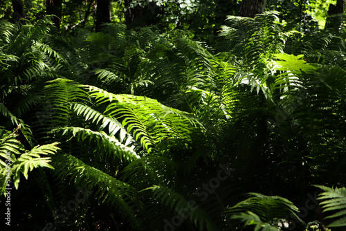 Beautiful fern with lush green leaves growing outdoors