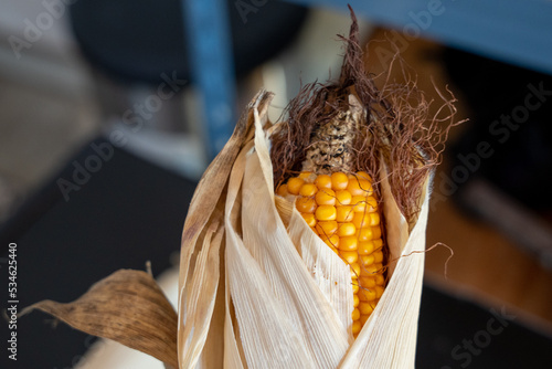 dried corn.