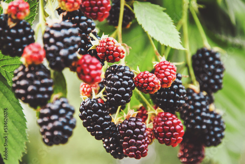 Bilde på lerret Blackberry fruit growing, ripening blackberries on branch, bramble plant in the