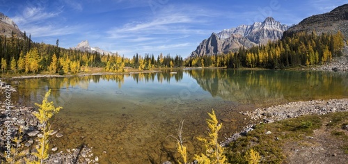 Beautiful Schaffer Lake with Golden Yellow Larches and Rocky Mountain Peak Reflected in Calm Transparent Water. Scenic Autumn Landscape Panorama, Yoho National Park BC Canada