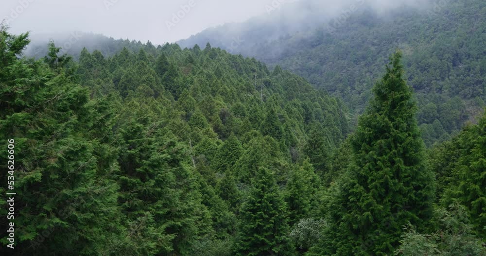 Strong foggy over the mountain forest Strong foggy over the mountain forest