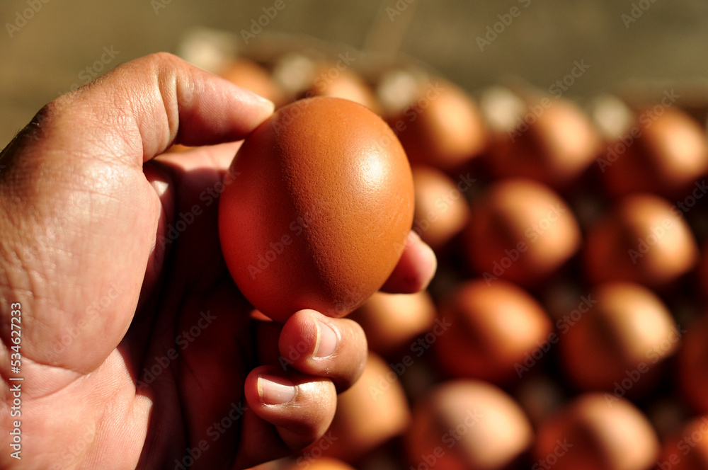 fresh egg on hand blur background fresh egg on hand blur background