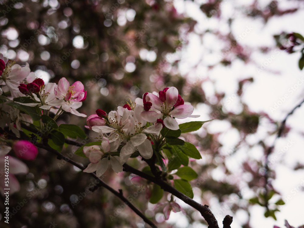 Obraz premium blossom in spring