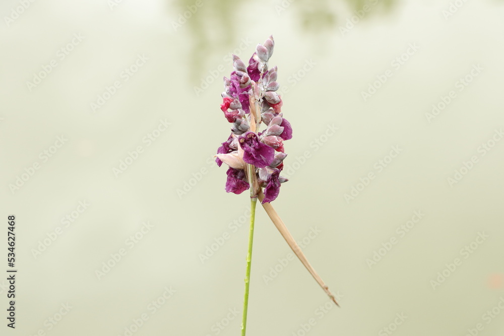 Obraz premium wild flower