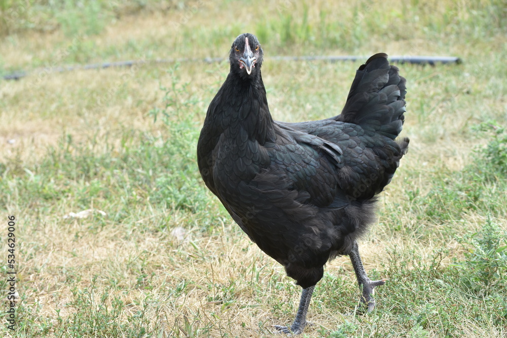 curiously photogenic chicken