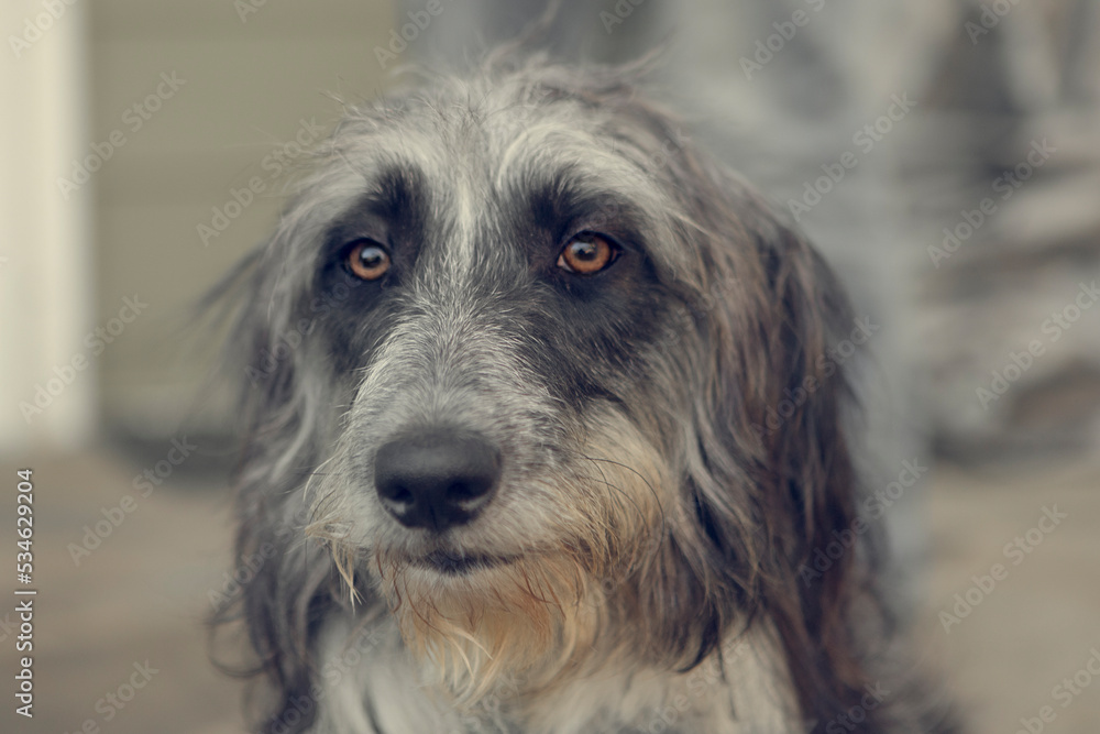 Adorable dog with grey and black fur, brown eyes