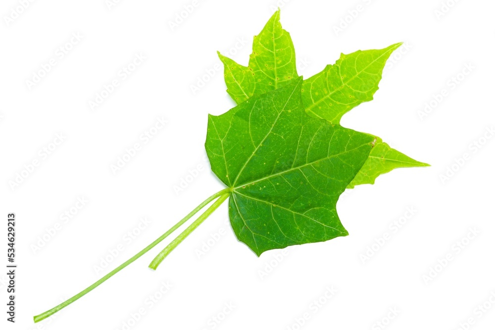 Fototapeta premium two chaya leaves stacked on a white background