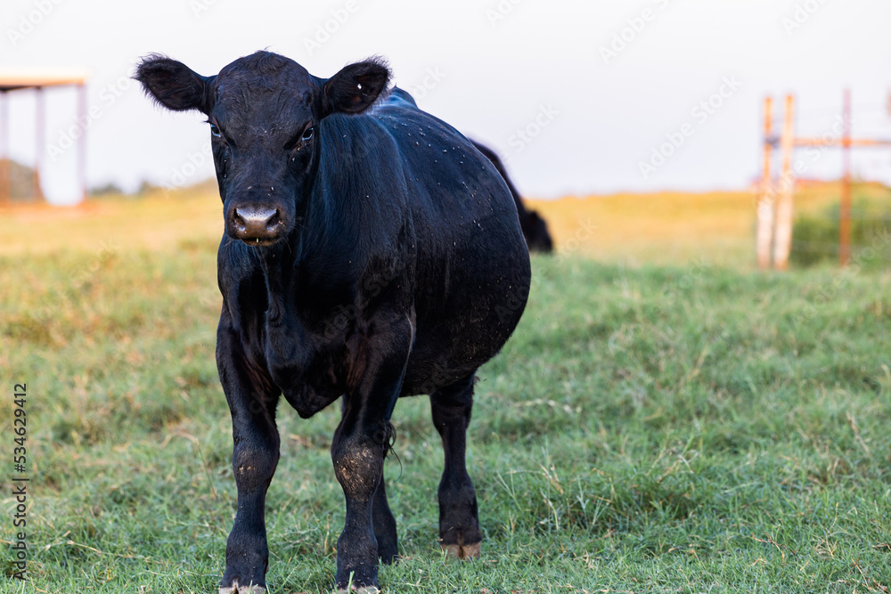 cow in a field