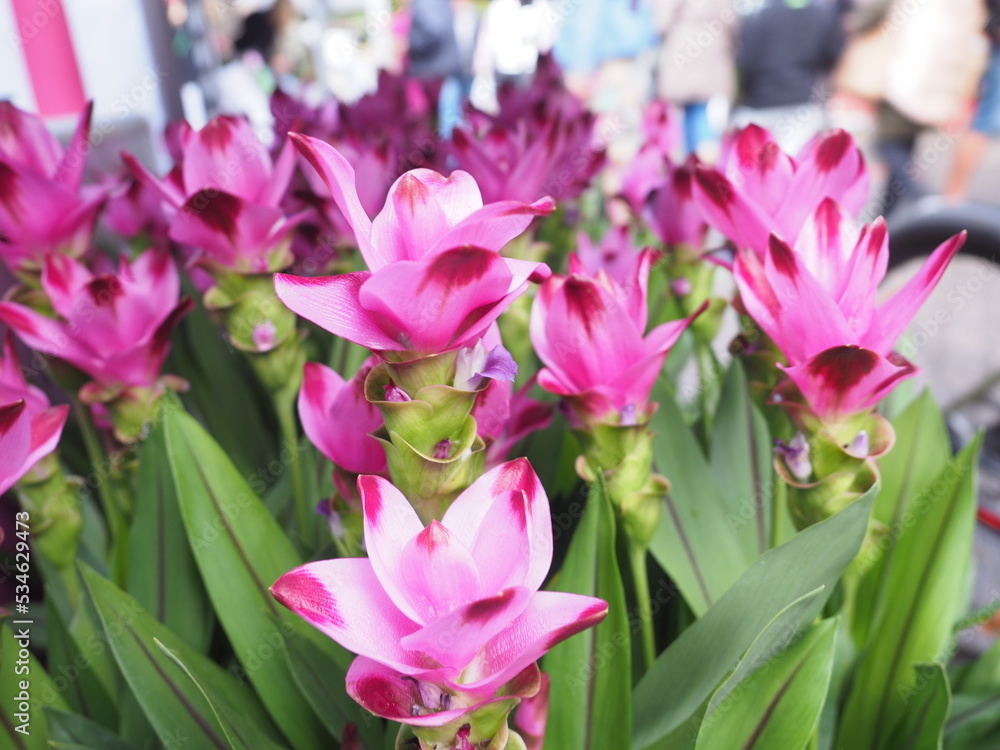 Obraz premium pink flowers at a market
