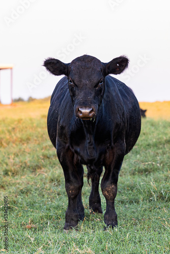 cow in pasture