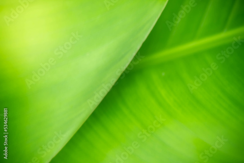 Abstract background nature of green leaf on blurred greenery background in garden. Natural green leaves plants used as spring background cover page greenery environment ecology lime green wallpaper