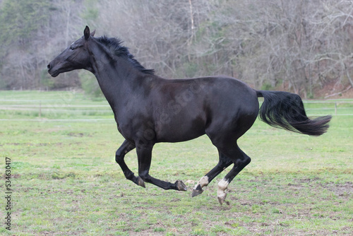 black horse in green field