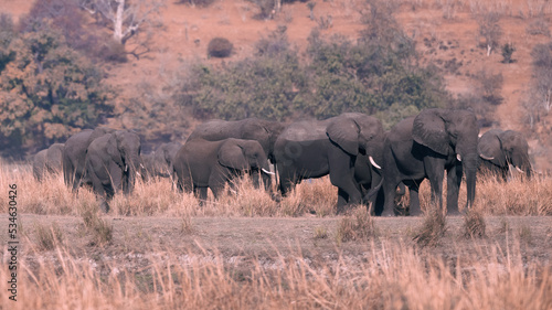 elephants in the savannah