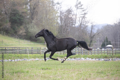 black horse in green field