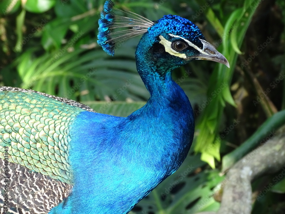 Common Peacock in Jungle Stock Photo | Adobe Stock