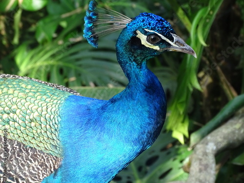 Common Peacock in Jungle photo