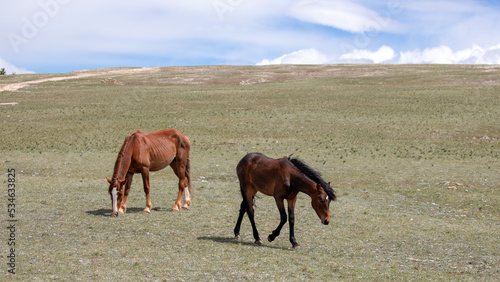 Yearling chestnut and bay colts wild horses in the Pryor mountains of Montana United States