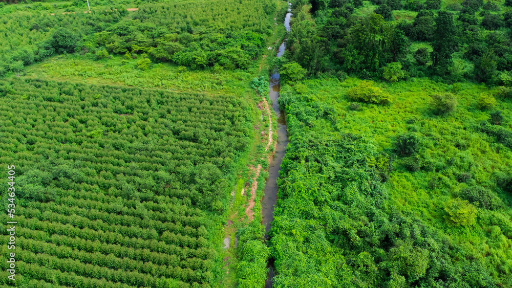Aerial view of beautiful landscapes of agricultural or cultivating areas in tropical countries. Eucalyptus plantation in Thailand. Natural landscape background.