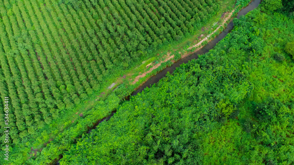 Aerial view of an irrigation canal that cuts through rural farmland. Top view of eucalyptus forest in Thailand. Cultivation business. Natural landscape background.