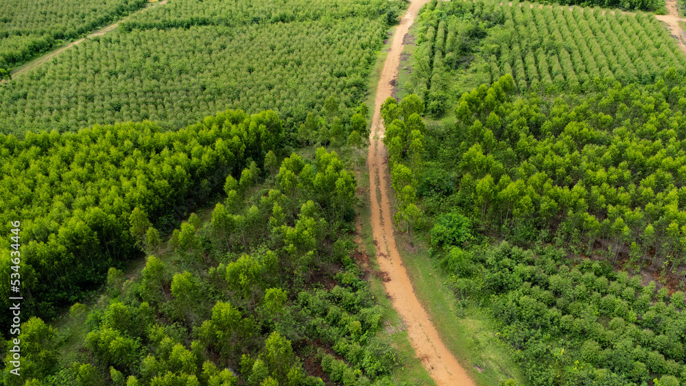 Aerial view of a dirt road that cuts through the beautiful green spaces of rural eucalyptus plantations. Top view of eucalyptus forest in Thailand. Natural landscape background. Aerial view of a dirt road that cuts through the beautiful green spaces of rural eucalyptus plantations. Top view of eucalyptus forest in Thailand. Natural landscape background.