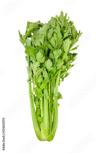 Celery on transparent png
