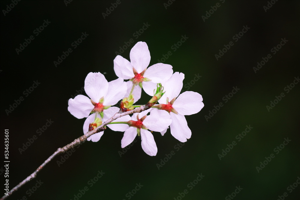 春の美しい桜の花