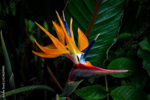 bird of paradise flower