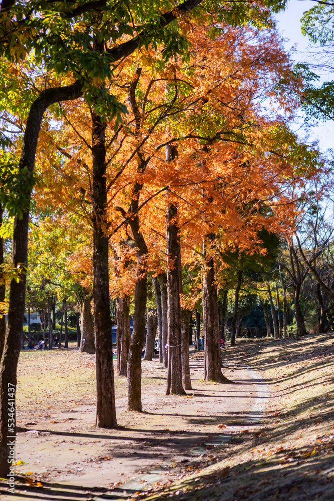 Naklejka premium 秋の公園の枯葉 