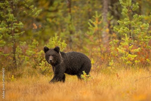 Wildlife in Finland. Bears  Wolverine and birds.