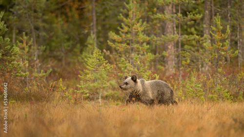 Wildlife in Finland. Bears  Wolverine and birds.