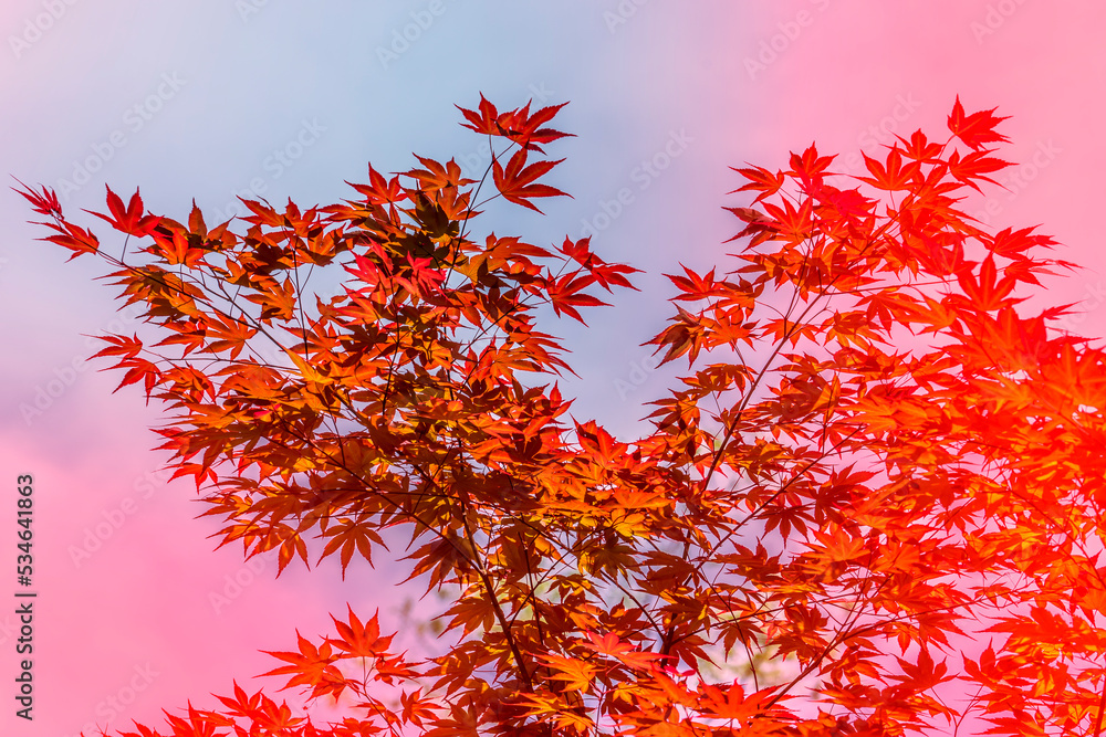 Natural background with red maple leaves Natural background with red maple leaves