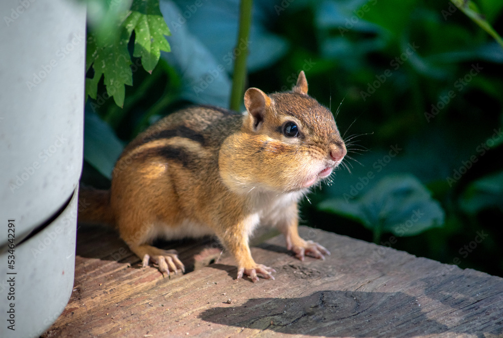 chubby chipmunk hides amid the potted plants chubby chipmunk hides amid the potted plants