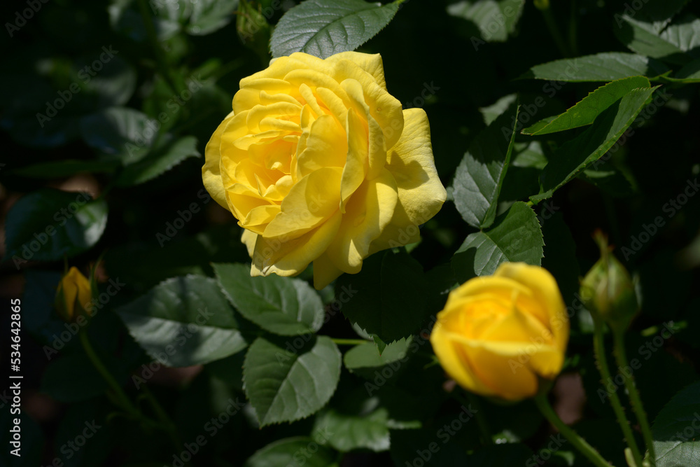 伊豆の踊り子 バラの花 伊豆の踊り子 バラの花