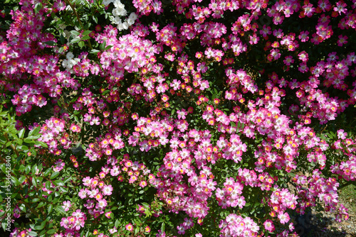 安曇野 バラの花 花模様