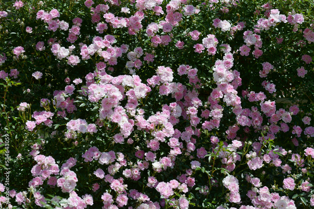 夢乙女 バラの花 花模様 夢乙女 バラの花 花模様