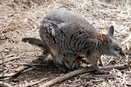 The tammar wallaby has a joey in her pouch he has his head sticking out looking around