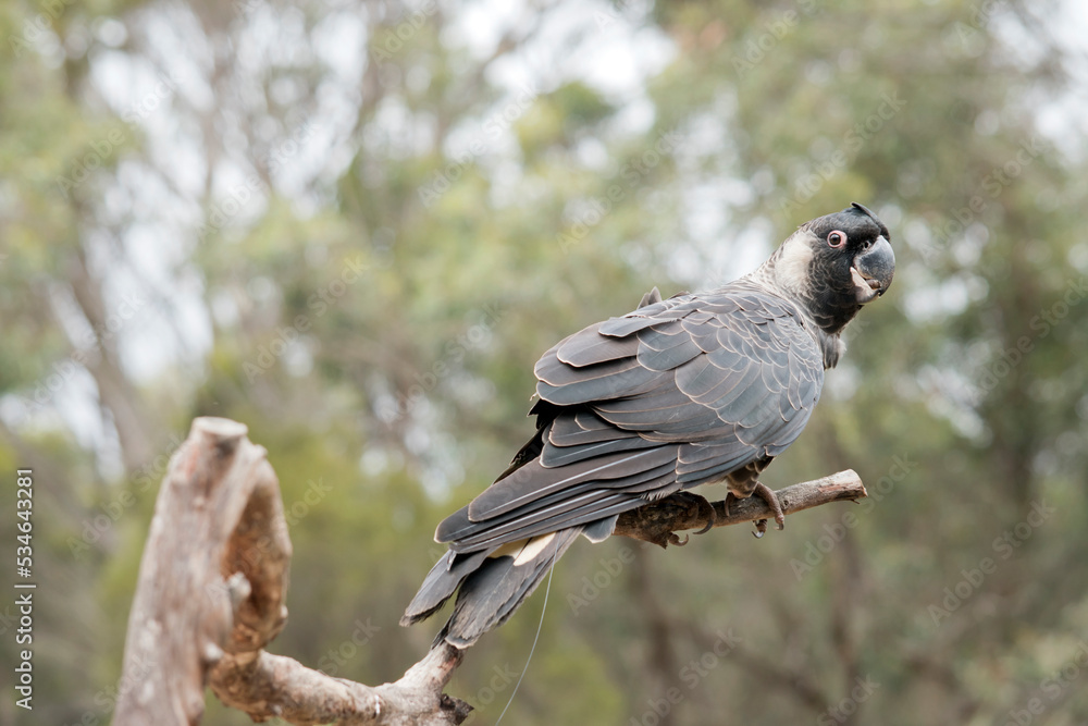 the white tailed black cockatoo is perched on a branch the white tailed black cockatoo is perched on a branch