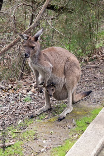 the westen grey kangaroo is mainly brown with a white chest and long tail and black tip