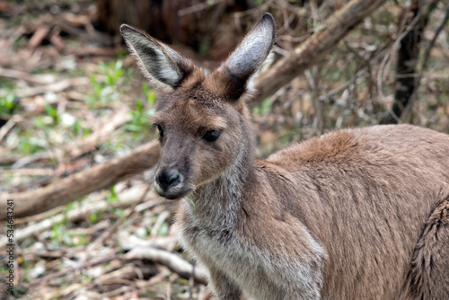 the westen grey kangaroo is mainly brown with a white chest and long tail and black tip