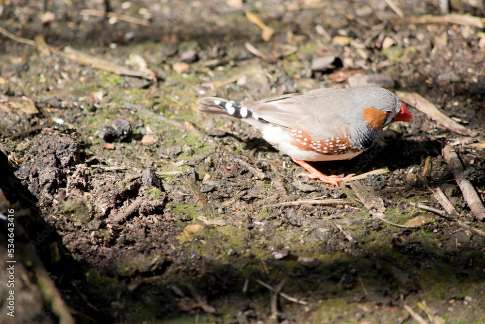 the zebra finch is on the ground looking for food