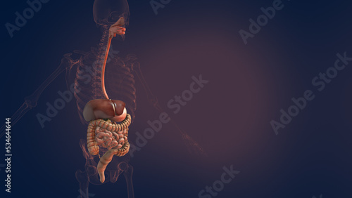 Anatomy of human digestive system 3D
