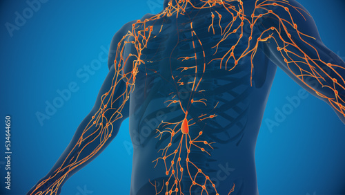 Human lymphatic system 3D illustration