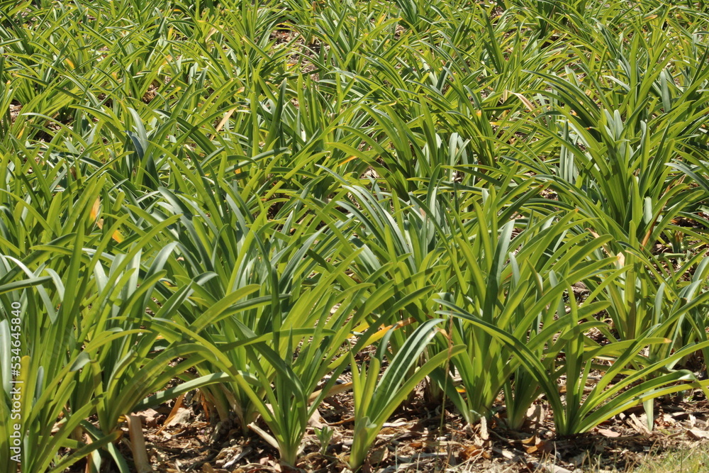 Obraz premium Imagen de arbusto.