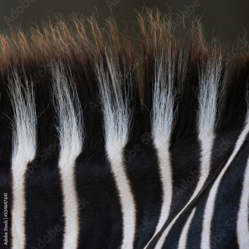 Extreme Close Up of Zebra's Stripes and Baclit Mane photo