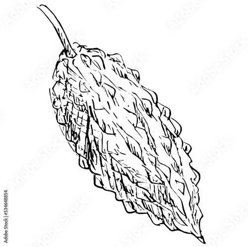 Bitter gourd