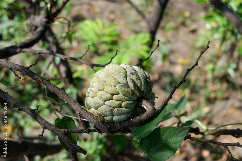 Fresh sugar apple growing on tree in the garden tropical fruit custard apple Fresh sugar apple growing on tree in the garden tropical fruit custard apple