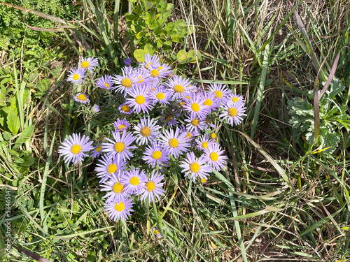 Aster amellus L. (Asteraceae family) Astra steppe in the bay of Akhlestyshev on Russian Island in autumn. Russia, Vladivostok city photo